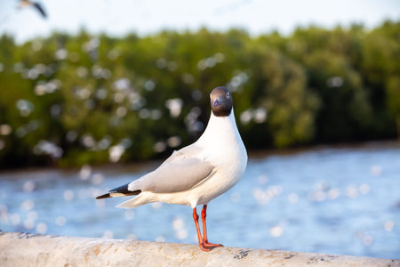 A Seagull standing at Sukta Bridge, Bangpu, Samut Prakan, Province, Thailand, Larus brunnicephalus,...