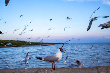 A Seagull standing at Sukta Bridge, Bangpu, Samut Prakan, Province, Thailand, Larus brunnicephalus, Close up shot, Select focus, Birds photography travelの写真素材