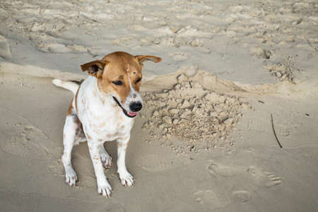 Thai dog on the beach, Thailand beach, street dogの写真素材