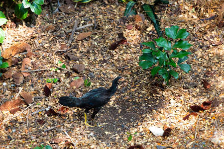 Chicken walk in the garden, Rain tree leaves ( Albizia saman )の写真素材
