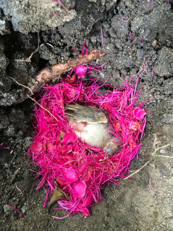 Dead bird on rose apples flower, Close upの写真素材