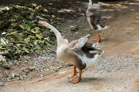 Geese are walking in farmの写真素材