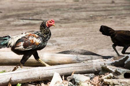 Chicken are walking in farmの写真素材