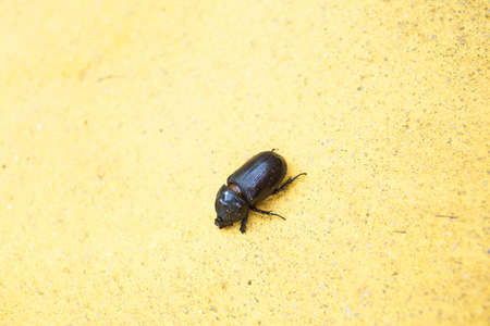 Dead beetle on yellow cement wallの写真素材