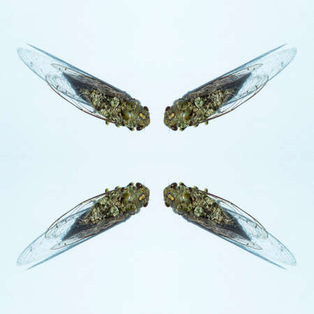 Cicada insect on white backgroundの写真素材