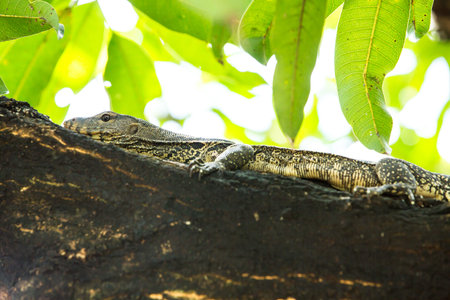 Water Monitor Lizard (Varanus salvator) on tree in thailand, asianの写真素材