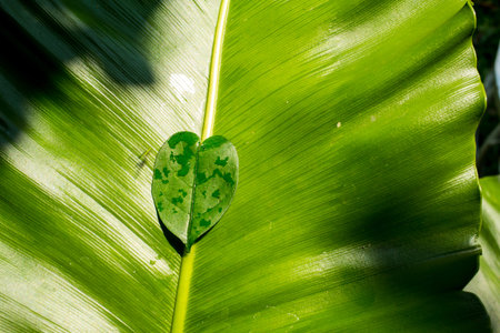 Heart leaf shape on green leaf background, Close upの写真素材