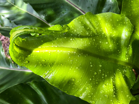 Rain drops, Water drops on green young leaf of Birdâ€™s nest fern