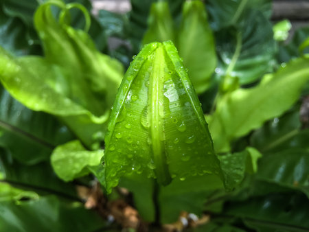Rain drops, Water drops on green young leaf of Birdâ€™s nest fern