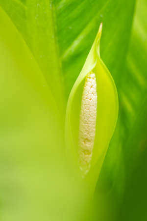 Dieffenbachia  flower with  blurred Dieffenbachia leaves, Close up and Macro shotの写真素材