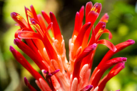 Bromeliad flower blooming in blurred garden, Close up and Marco shotの写真素材