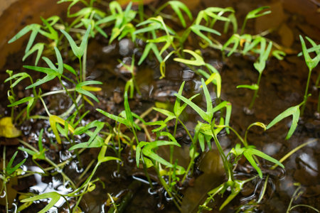 Chinese Water Convolvulus, Water Convolvulus, Swamp Morning Glory, Water Morning Glory in waterの写真素材