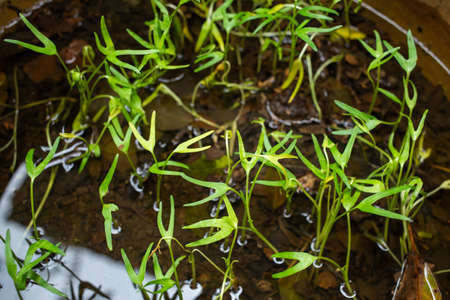 Chinese Water Convolvulus, Water Convolvulus, Swamp Morning Glory, Water Morning Glory in waterの写真素材