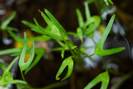 Chinese Water Convolvulus, Water Convolvulus, Swamp Morning Glory, Water Morning Glory in water
