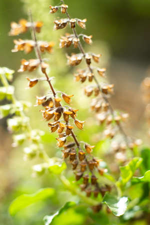 Withered, Green, Fresh Basil flowers (Ocimum basilicum) in garden, Close up & Macro shot, Abstract Blurred Backgroundの写真素材