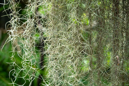Spanish moss in the garden, Selective focus, Close up shot, Abstract pattern backgroundの写真素材