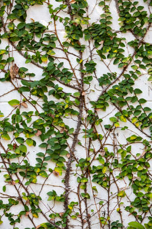 Coatbuttons, Mexican daisy planted on white cement  wall background, Abstract graphic designの写真素材