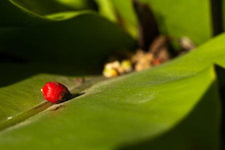 Red fruit of yellow palm or butterfly palm (Dypsis lutescens)  on green leaf background, Close up...