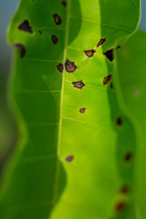 Disease Green leaf in garden, Close up and Marco shot, Abstract backgroundの写真素材
