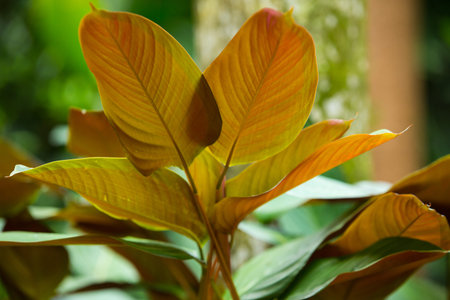 Philodendron Red Emerald, Leaf have two colours