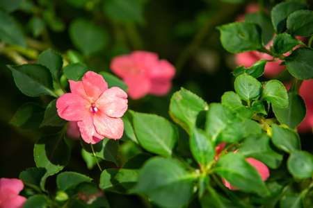 Pink flowers in bokeh garden background, Close up & Macro shot, Selective focus, Abstract graphic designの写真素材