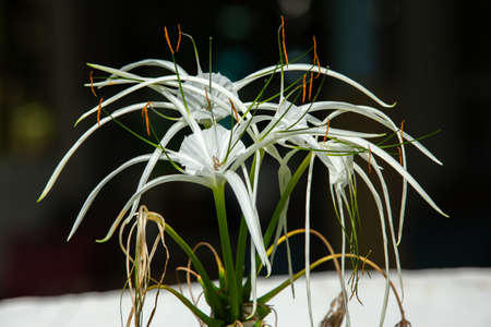 White beach spider lily flower in the garden, Close up & Macro shot, Selective focusの写真素材