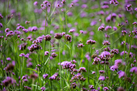 Verbena Bonariensis flowers, Purple flowers in blurred background, Selective focus, Abstract graphic...