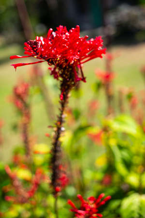 Red flowers in bokeh garden background, Close up & Macro shot, Selective focus, Abstract graphic designの写真素材