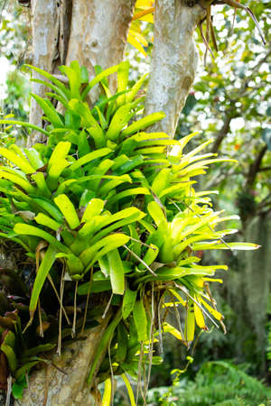 Bromeliad tree ( Aechmea fasciata, Guzmania, Urn Plant ) clinging on the tree, Abstract graphic designの写真素材