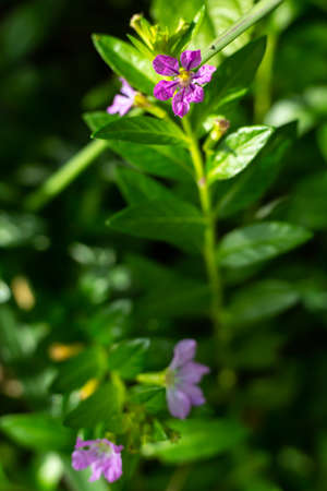 Little purple flowers in bokeh garden background, Close up & Macro shot, Selective focus, Abstract graphic designの写真素材