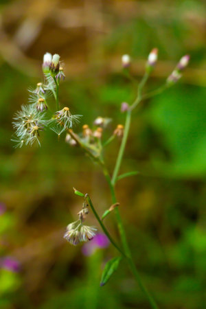 Ageratum conyzoides, Little white flowers in bokeh garden background, Close up & Macro shot,...