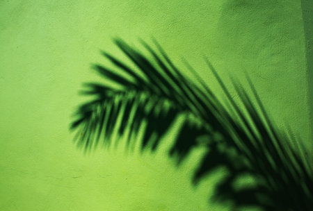 Shadow coconut leaf on green cement backgroundの写真素材