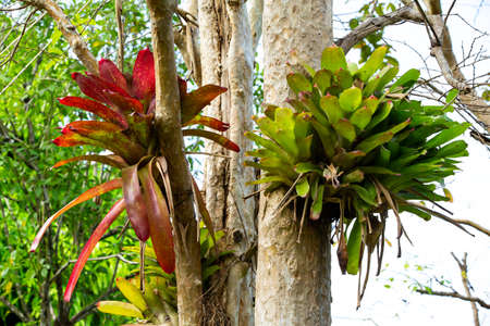 Bromeliad tree ( Aechmea fasciata, Guzmania, Urn Plant ) clinging on the tree, Abstract graphic designの写真素材