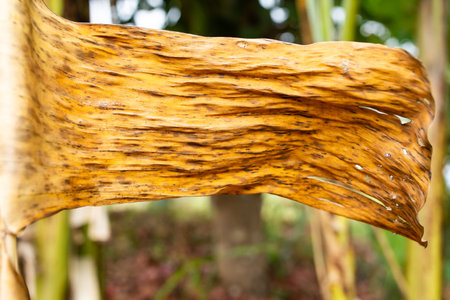 Dry and Withered banana leaf texture, Close up & Macro shot, Abstract pattern background, Thai fruit