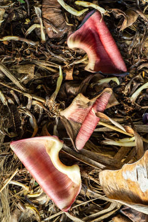 Withered banana blossom texture  in the garden, Close up & Macro shot, Abstract Backgroundの写真素材