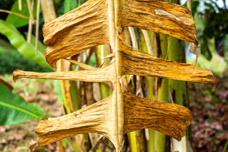 Dry and Withered banana leaves texture, Close up & Macro shot, Abstract pattern background, Thai fruitの写真素材