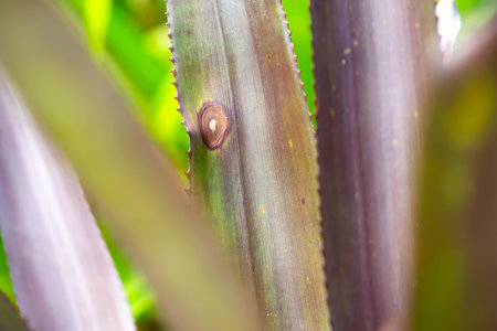 Thorn in Bromeliad tree ( Aechmea fasciata, Guzmania, Urn Plant ) in the garden, Close up & Macro...