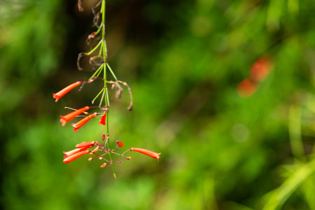 Fountainbush, Firecracker plant, Coral plant, Coralblow, Fountain plant, Russelia equisetiformis in bokeh background, Close up & Macro shot, Selective focus, Abstract graphic designの写真素材