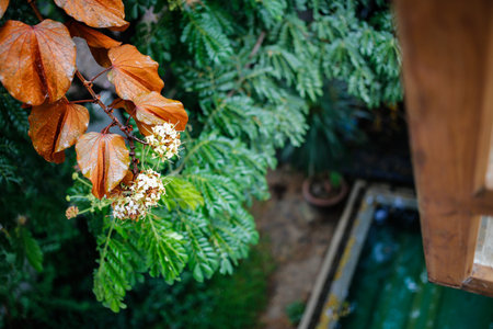 Raindrops on Golden Leaves (Bauhinia aureifolia) and flowers in the garden