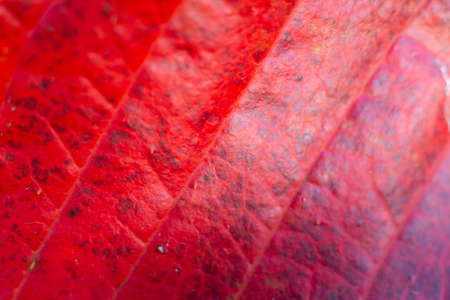 Santol leaf, Close up & Macro shot, Selective focus, Abstract backgroundの写真素材