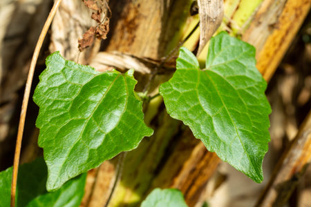 Torn green leaves pattern texture background, Close up & Macro shot, Selective focus, Abstract graphic designの写真素材