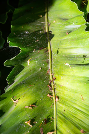 Cobweb and withered Orange jasmines on Bird's nest fern, Asplenium nidus in bokeh garden, Macro & Close up shot, Light & Shadowの写真素材