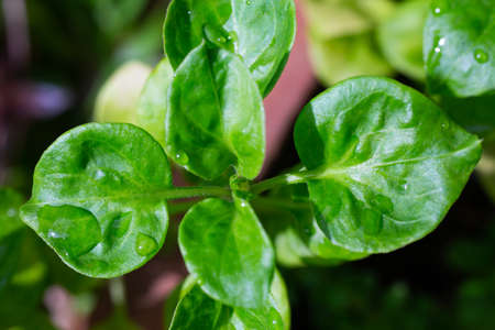 Raindrops on Watercress leaves  in the garden, Organic vegetables, Macro & Close up shot, Selective focus, Healthy food conceptの写真素材