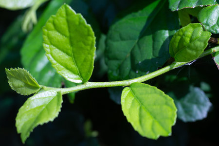 Blurred fresh green Streblus asper Lour, Siamese rough bush, Tooth brush tree in garden, Macro &...