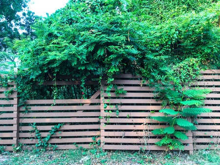 Plants on wooden fence in gardenの写真素材