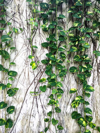 Devil s ivy, Epipremnum aureum on white concrete wall background, Abstract backgroundの写真素材
