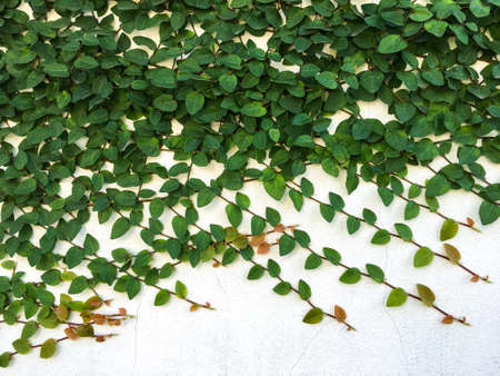 Coatbuttons, Mexican daisy on white concrete wall background , Abstract backgroundの写真素材