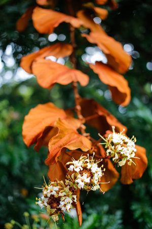 Golden Leaves (Bauhinia aureifolia) and flowers in the garden