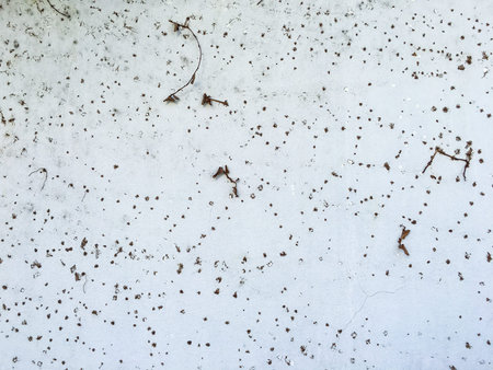 Dry Coatbuttons, Dry Mexican daisy on concrete wall background, Abstract backgroundの写真素材