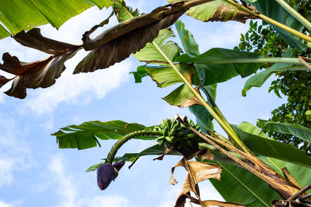 Banana Trees With Banana Blossom in the garden, Sky Background, Thai fruit\の写真素材